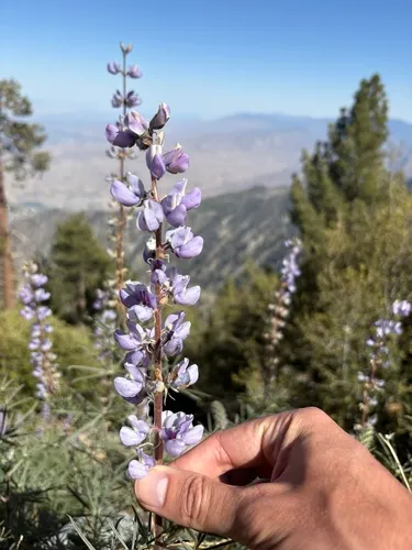 San Jacinto Lupine — photo by aldanaak