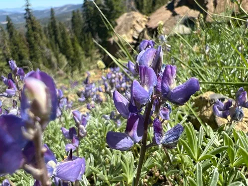 Mt. Eddy Lupine — photo by Susan Fawcett