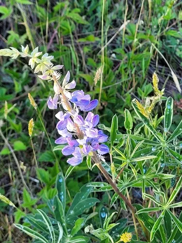 Broadleaf Lupine — photo by Guy L. Monty