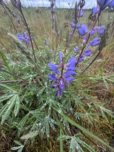 Pacific Lupine — photo by Sean Westenberg