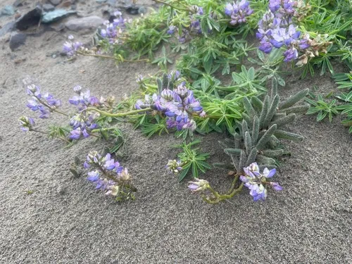 Seashore Lupine — photo by Baylee Bessingpas