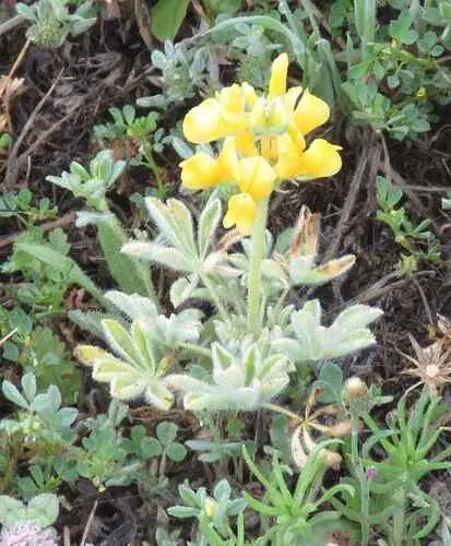 Pale Yellow Lupine — photo by jenpittam