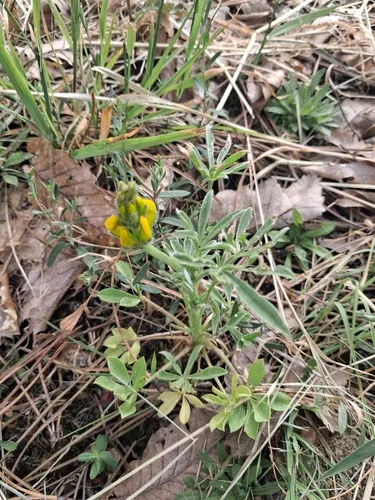 European Yellow Lupine — photo by Rafael Carvalho