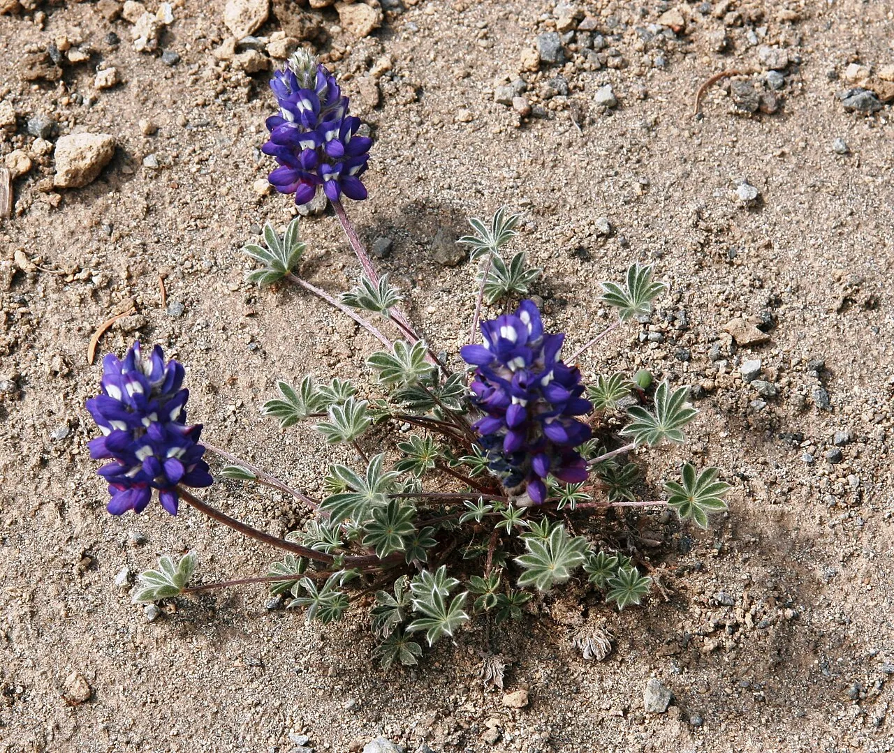 Dwarf Mountain Lupine — photo by J Brew