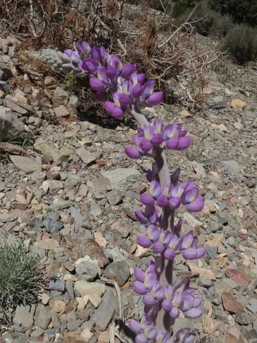 Panamint Mountain Lupine — photo by rmooi
