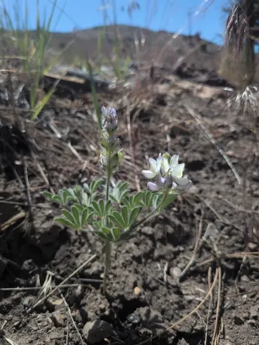 Jawleaf Lupine — photo by Trash Panda Permaculture