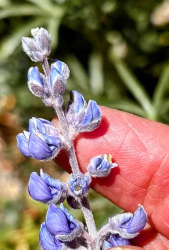 Lake Tahoe Lupine — photo by jbradley52