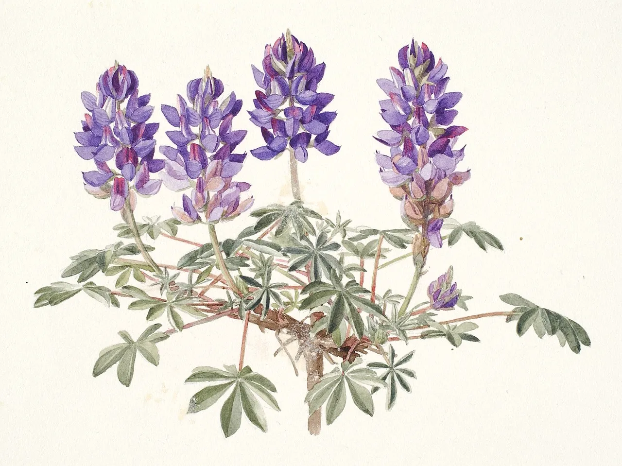 Kettle Falls Lupine — photo by Frederick Andrews Walpole (1861-1904)