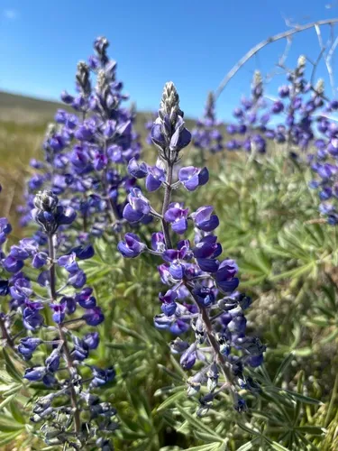 Soft Lupine — photo by Elliot Robison