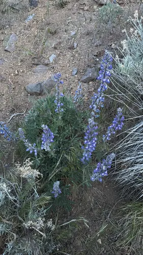 Nevada Lupine — photo by nevadaaj