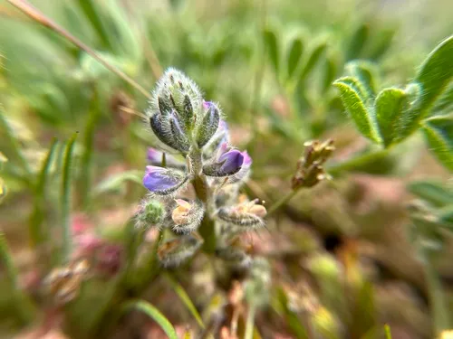 Nipomo Mesa Lupine — photo by Westin N.