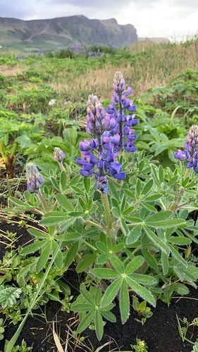 Nootka Lupine — photo by hiss_tint03