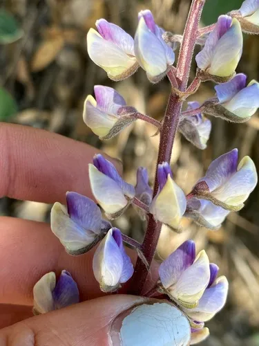 Plumas Lupine — photo by Jordan Collins