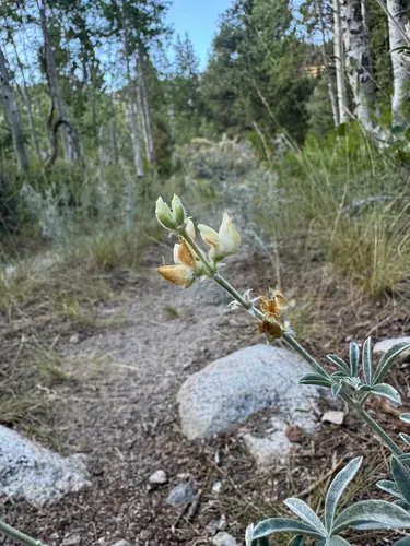 Dedecker Lupine — photo by Elliot Robison