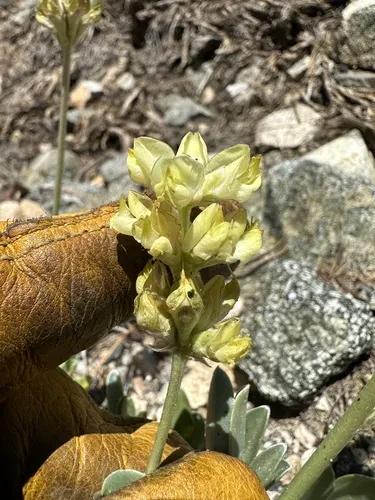 Long Lupine — photo by possiblybuddha