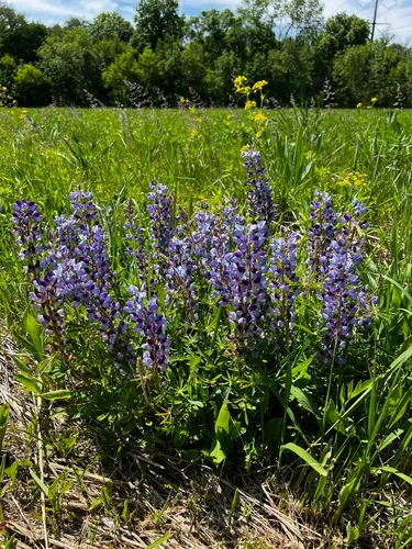 Sundial Lupine