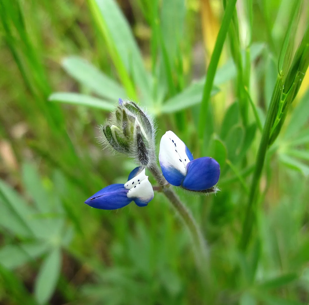 Smallflower Lupine — photo by Adam Peterson