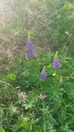 Bigleaf Lupine (subsp. polyphyllus) — photo by ceaustin