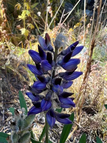 Inyo Meadow Lupine — photo by Ryan Donnelly