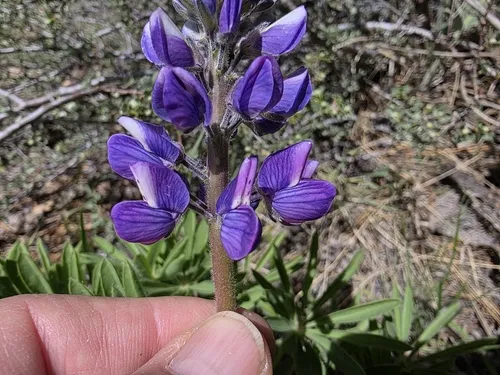 Hairy Bigleaf Lupine — photo by Bob Sweatt