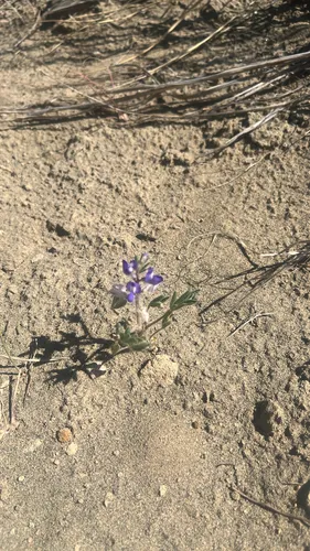 Intermountain Lupine (subsp. intermontanus) — photo by Katie Fulton