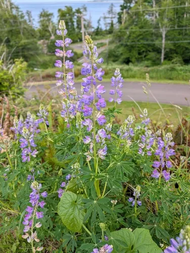 Riverbank Lupine — photo by pnw.wildlife2001