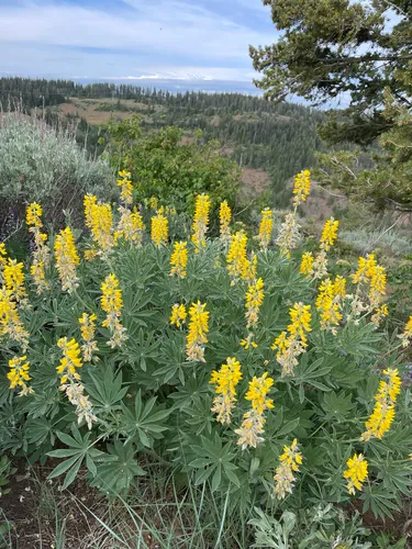 Sabin's Lupine — photo by Colton Veltkamp