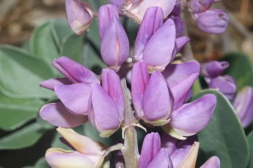 Cobb Mountain Lupine — photo by James Bailey