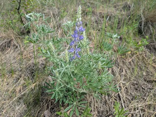 Silky Lupine — photo by Brandon Riddoch