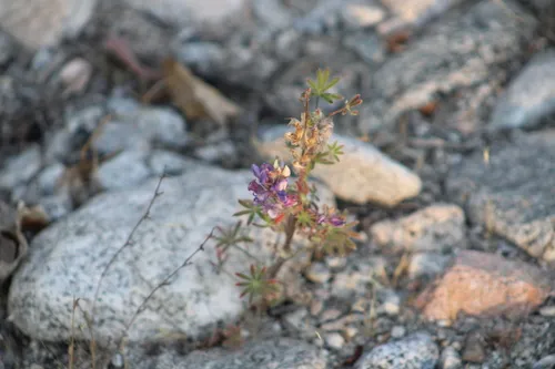 Coulter's Lupine — photo by Steven Kurniawidjaja