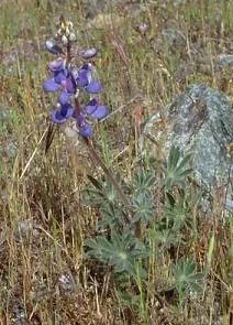 Shaggyhair Lupine — photo by United State Bureau of Land Management