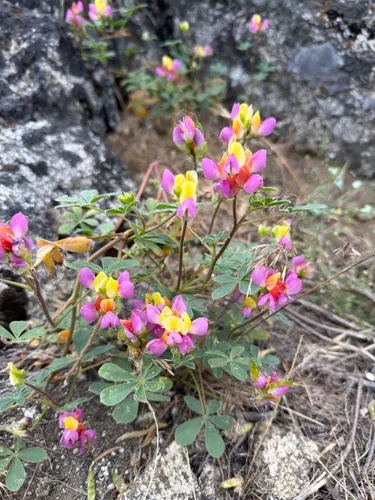 Harlequin Annual Lupine — photo by Dillon Doss