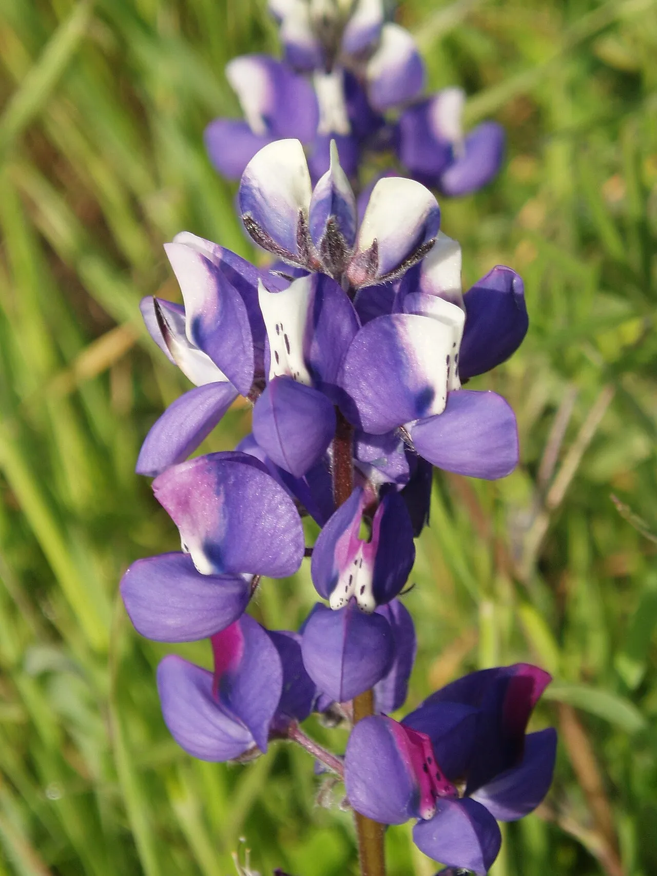 Valley Lupine — photo by tomhilton