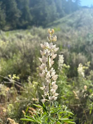 Sulphur Lupine — photo by terrymcintosh