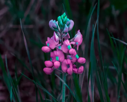 Texas Lupine — photo by Michelle W. (鍾偉瑋)