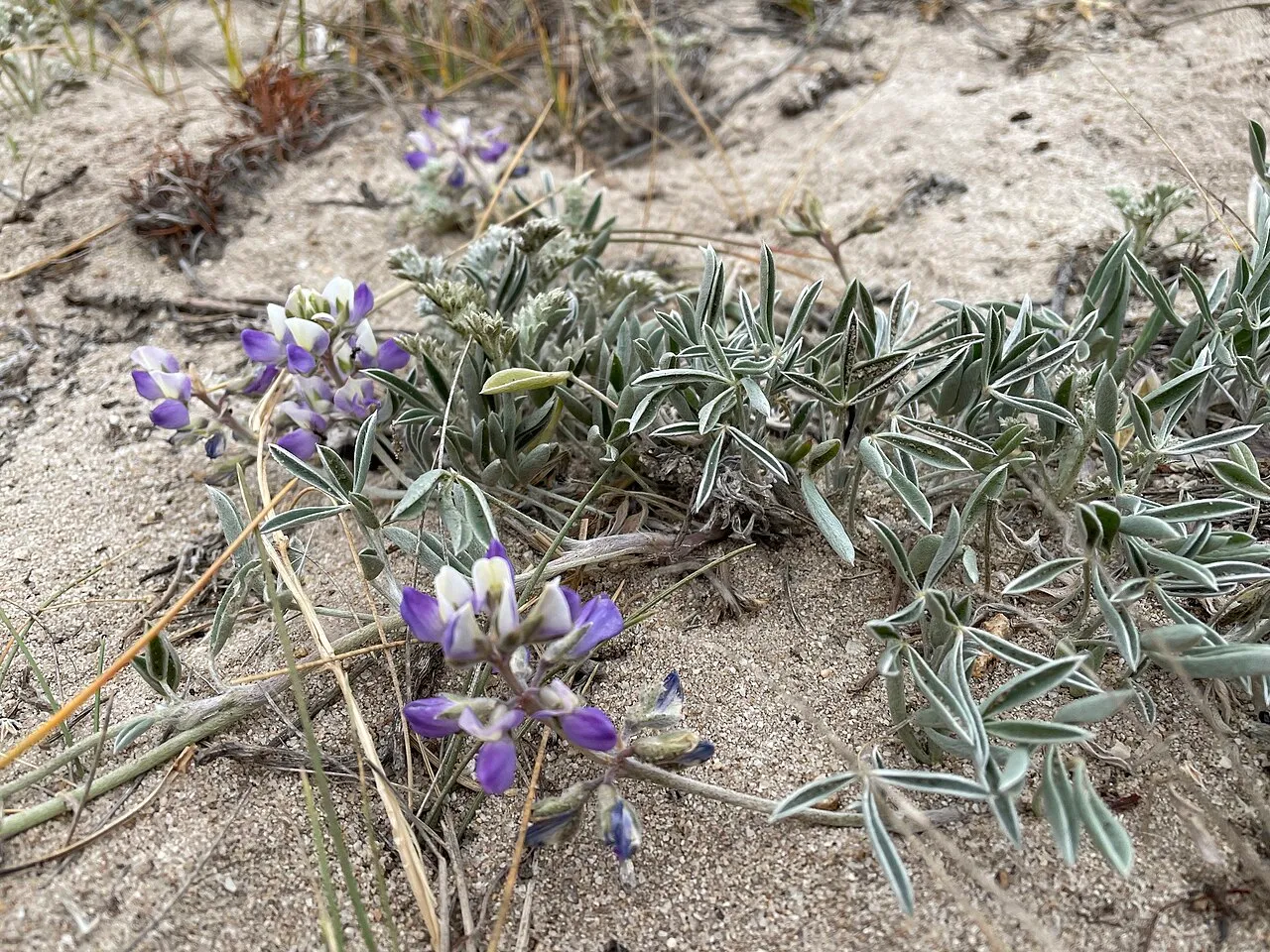 Tidestrom's Lupine (var. tidestromii) — photo by Leah Gardner