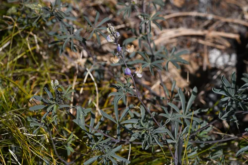 Tracy's Lupine — photo by Trevor Van Loon