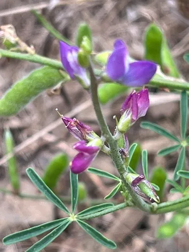 Collared Annual Lupine — photo by Keith P