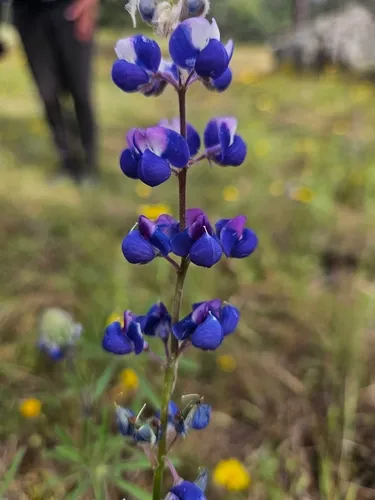 Open Lupine (subsp. apricus) — photo by Lilian Chavez