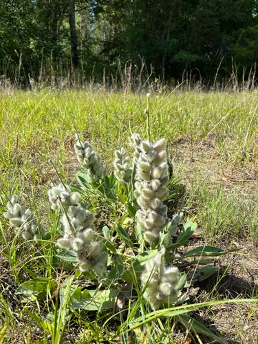 Lady Lupine — photo by bcarliesue