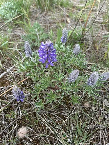 Wyeth's Lupine (subsp. wyethii) — photo by msgwhiz