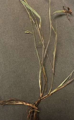 Brazilian Watergrass