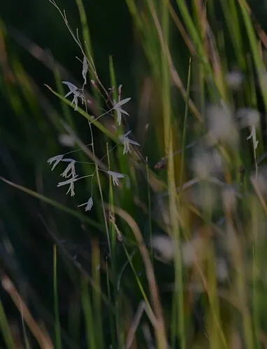 Peruvian Watergrass