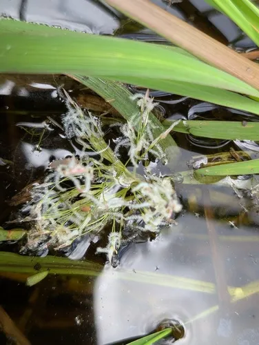 Large Watergrass