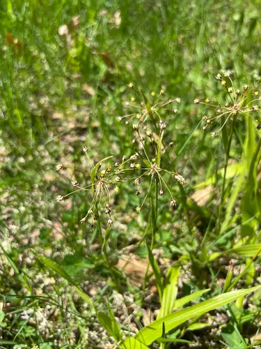 Carolina Woodrush (subsp. carolinae) — photo by jonahbt