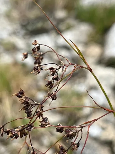 Alpine Woodrush