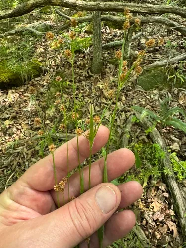 Bulbous Woodrush
