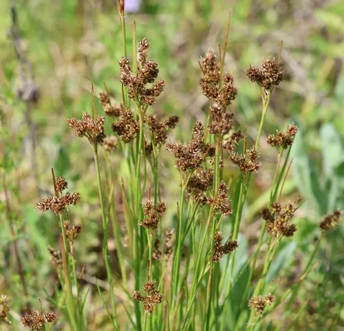 Common Woodrush