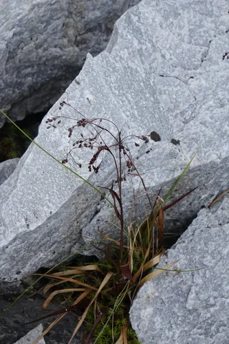 Wahlenberg's Woodrush — photo by Oleg Kosterin