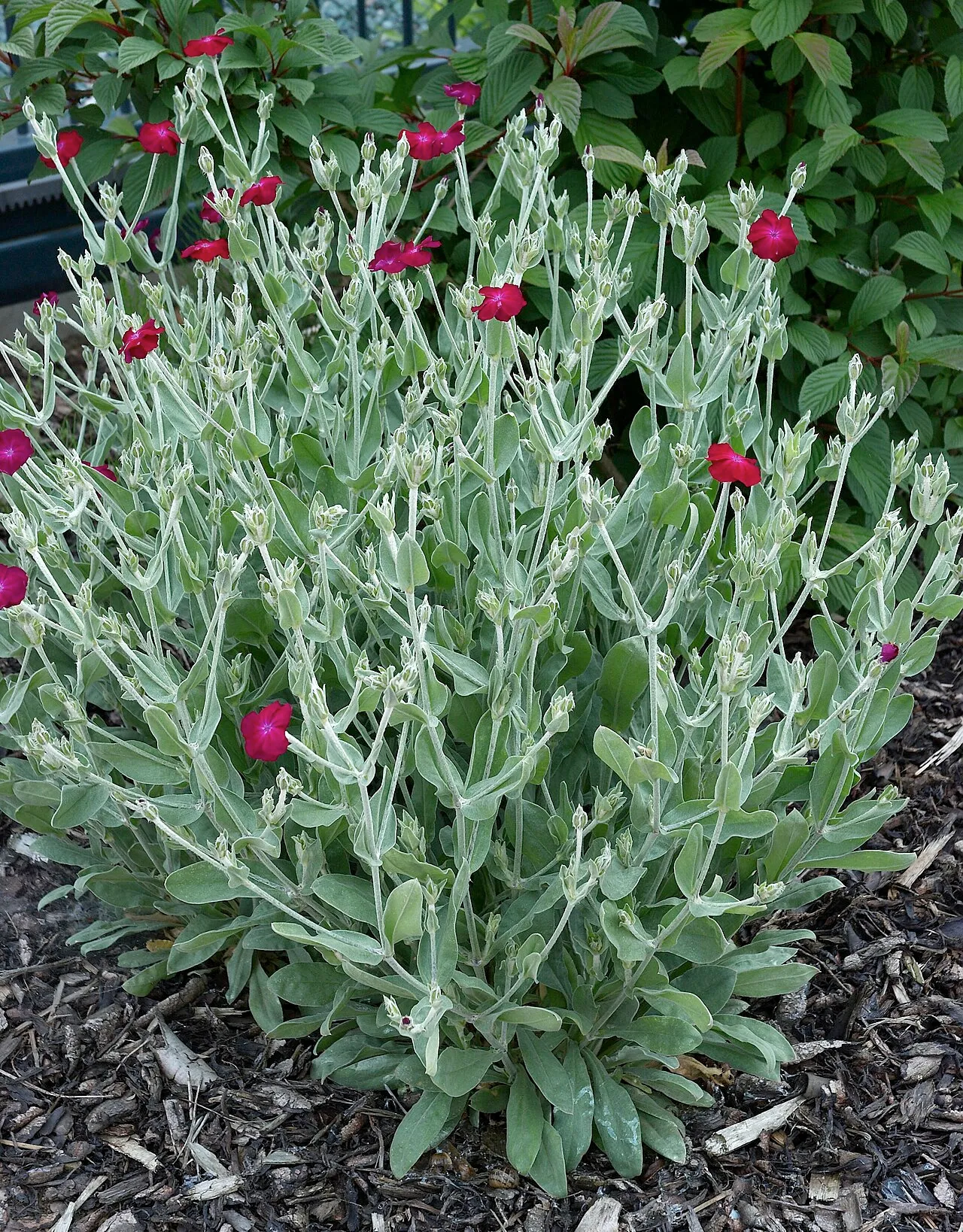 Rose Campion